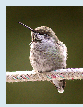 Photo of juvenile hummingbird.